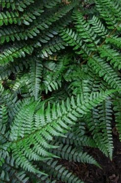 Champions Wood Fern (Dryopteris Championii) - 1 Gallon Pot -Wilson Bros Gardens Plant Sales Store dryopteris championii champions wood fern 7