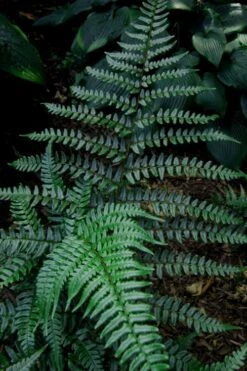 Champions Wood Fern (Dryopteris Championii) - 1 Gallon Pot -Wilson Bros Gardens Plant Sales Store dryopteris championii champions wood fern 8