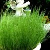 Dwarf Horsetail Reed Grass (Equisetum Scirpoides) - 1 Gallon Pot
