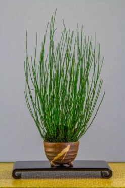 Dwarf Horsetail Reed Grass (Equisetum Scirpoides) - 1 Gallon Pot -Wilson Bros Gardens Plant Sales Store equisetum scirpoides dwarf horsertail grass 2