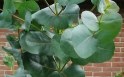 Big O Cold Hardy Eucalyptus Tree (Eucalyptus Neglecta) - 1 Gallon Pot -Wilson Bros Gardens Plant Sales Store eucalyptus bigo leaves 5