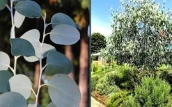 Mappa Tassie Cold Hardy Eucalyptus Tree (Eucalyptus Pauciflora) - Quart Pot -Wilson Bros Gardens Plant Sales Store eucalyptus mappa tassie combo 2