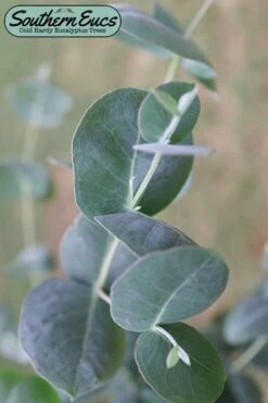 Big O Cold Hardy Eucalyptus Tree (Eucalyptus Neglecta) - 5 Gallon Pot (4-5')