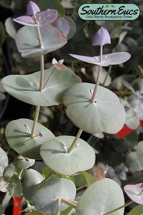 Luna Cold Hardy Eucalyptus Tree (Eucalyptus Perriniana) - Quart Pot 1 Luna Cold Hardy Eucalyptus Tree (Eucalyptus Perriniana) - Quart Pot