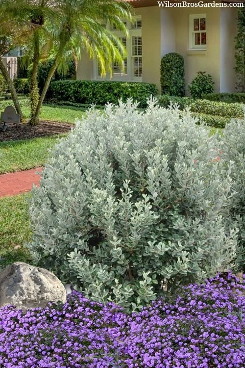 Bambina Dwarf Pineapple Guava (Feijoa Sellowiana ' Tharfiona') - 3 Gallon Pot 4 Bambina Dwarf Pineapple Guava (Feijoa Sellowiana ' Tharfiona') - 3 Gallon Pot - Image 4