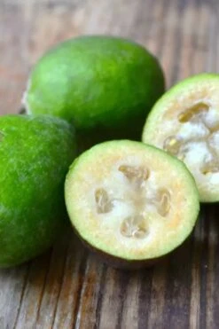 Bambina Dwarf Pineapple Guava (Feijoa Sellowiana ' Tharfiona') - 3 Gallon Pot 10 Bambina Dwarf Pineapple Guava (Feijoa Sellowiana ' Tharfiona') - 3 Gallon Pot -Wilson Bros Gardens Plant Sales Store feijoa sellowiana tharfiona bambina pineapple guava 5