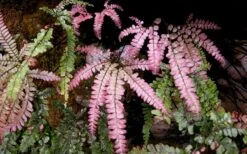 Rosy Pink Maidenhair Fern (Adiantum Hispidulum) - 1 Gallon Pot -Wilson Bros Gardens Plant Sales Store fern rosy maidenhair fern 3