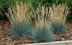 Beyond Blue Festuca (Fescue) - 3 Pack Of Quart Pots -Wilson Bros Gardens Plant Sales Store festuca20beyond20blue