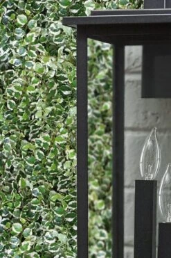 Variegated Creeping Fig - Ficus Pumila 'Variegata' - 6 Pack Of Pint Pots -Wilson Bros Gardens Plant Sales Store ficus pumila variegata creeping fig 101