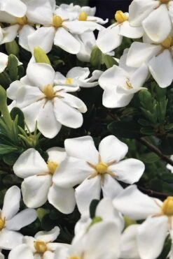 Snow Girl Hardy Dwarf Gardenia - 3 Gallon Pot -Wilson Bros Gardens Plant Sales Store gardenia jasminoides snow girl 1