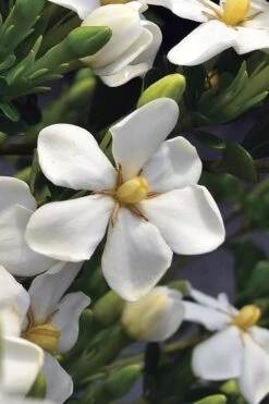 Snow Girl Hardy Dwarf Gardenia - 3 Gallon Pot -Wilson Bros Gardens Plant Sales Store gardenia jasminoides snow girl 2