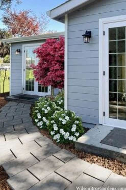 Snow Globe Gardenia - 1 Gallon Pot -Wilson Bros Gardens Plant Sales Store gardenia jasminoides snow globe 3