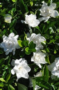 Snow Puff Hardy Gardenia - 1 Gallon Pot 7 Snow Puff Hardy Gardenia - 1 Gallon Pot -Wilson Bros Gardens Plant Sales Store gardenia jasminoides snow puff 2 2