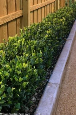 Summer Snow Gardenia - 3 Gallon Pot -Wilson Bros Gardens Plant Sales Store gardenia jasminoides summer snow 11