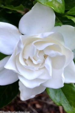 Summer Snow Gardenia - 3 Gallon Pot -Wilson Bros Gardens Plant Sales Store gardenia jasminoides summer snow 3