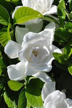 Summer Snow Gardenia - 3 Gallon Pot -Wilson Bros Gardens Plant Sales Store gardenia jasminoides summer snow 4