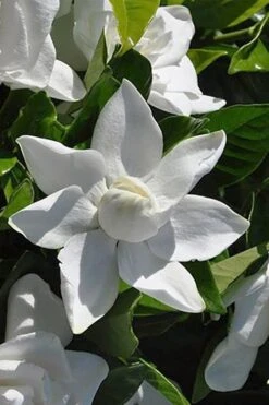 Summer Snow Gardenia - 3 Gallon Pot -Wilson Bros Gardens Plant Sales Store gardenia jasminoides summer snow 5