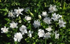 Summer Snow Gardenia - 3 Gallon Pot -Wilson Bros Gardens Plant Sales Store gardenia jasminoides summer snow 9