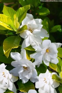 Gold Doubloon Gardenia - 6 Pack Of 1 Gallon Pots -Wilson Bros Gardens Plant Sales Store gardenia ogon no hana gold doubloon 3 2