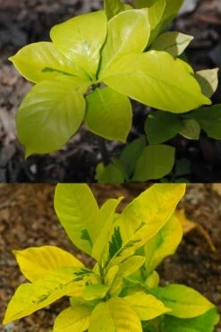 Gold Doubloon Gardenia - 3 Gallon Pot 9 Gold Doubloon Gardenia - 3 Gallon Pot -Wilson Bros Gardens Plant Sales Store gardenia ogon no hana gold doubloon 4