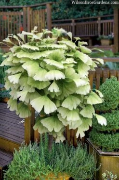 Snow Cloud Ginkgo Tree - 3 Gallon Pot -Wilson Bros Gardens Plant Sales Store ginkgo snow cloud 2