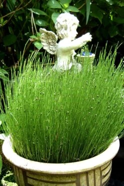 Dwarf Horsetail Reed Grass (Equisetum Scirpoides) - 1 Gallon Pot -Wilson Bros Gardens Plant Sales Store grass dwarf horse tail 2 500x750 1
