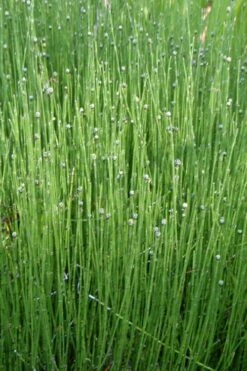 Dwarf Horsetail Reed Grass (Equisetum Scirpoides) - 1 Gallon Pot -Wilson Bros Gardens Plant Sales Store grass dwarf horse tail 4 500x750 1