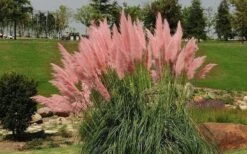 Pink Pampas Grass - 6 Pack Of 1 Gallon Pots -Wilson Bros Gardens Plant Sales Store grass pink pampas landscapejpg