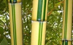 Gold Vivax Giant Timber Bamboo (Green Stripe Bamboo) - Phyllostachys Vivax 'Aureocaulis' - 3 Gallon Pot (2-4') -Wilson Bros Gardens Plant Sales Store green stripe vivax bamboo