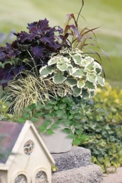 Teardrop Ivy (Hedera Helix) - 5 Pack Of Pint Pots -Wilson Bros Gardens Plant Sales Store hedera helix teardrop ivy 101