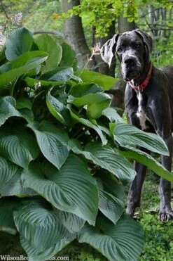 Empress Wu Giant Hosta Lily - 1 Gallon Pot -Wilson Bros Gardens Plant Sales Store hosta lily empress wu 205