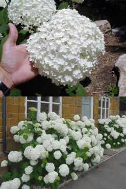 Annabelle Hydrangea - 3 Gallon Pot 16 Annabelle Hydrangea - 3 Gallon Pot -Wilson Bros Gardens Plant Sales Store hydrangea annabelle 2 500x750 1