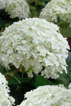Annabelle Hydrangea - 3 Gallon Pot 17 Annabelle Hydrangea - 3 Gallon Pot -Wilson Bros Gardens Plant Sales Store hydrangea arborescens annabelle 10