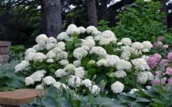 Annabelle Hydrangea - 3 Gallon Pot 15 Annabelle Hydrangea - 3 Gallon Pot -Wilson Bros Gardens Plant Sales Store hydrangea arborescens annabelle 11