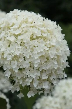 Annabelle Hydrangea - 3 Gallon Pot 14 Annabelle Hydrangea - 3 Gallon Pot -Wilson Bros Gardens Plant Sales Store hydrangea arborescens annabelle 12
