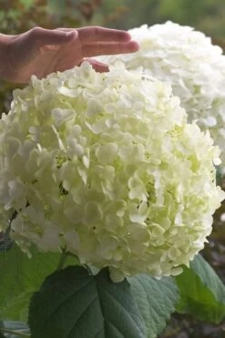 Incrediball Smooth Hydrangea - 3 Gallon Pot -Wilson Bros Gardens Plant Sales Store hydrangea arborescens incrediball 10