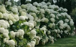 Incrediball Smooth Hydrangea - 3 Gallon Pot -Wilson Bros Gardens Plant Sales Store hydrangea arborescens incrediball 12