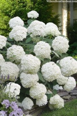 Incrediball Smooth Hydrangea - 3 Gallon Pot -Wilson Bros Gardens Plant Sales Store hydrangea arborescens incrediball 16