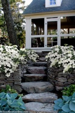 Fairytrail Bride Cascade Hydrangea - 1 Gallon Pot -Wilson Bros Gardens Plant Sales Store hydrangea fairytrail bride 6