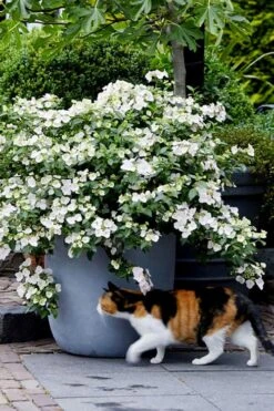 Fairytrail Bride Cascade Hydrangea - 1 Gallon Pot -Wilson Bros Gardens Plant Sales Store hydrangea fairytrail bride 7