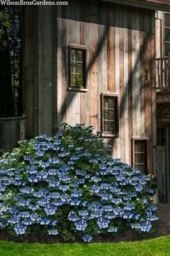 Blue Wave Lacecap Hydrangea - 3 Gallon Pot -Wilson Bros Gardens Plant Sales Store hydrangea macrophylla blue wave 22