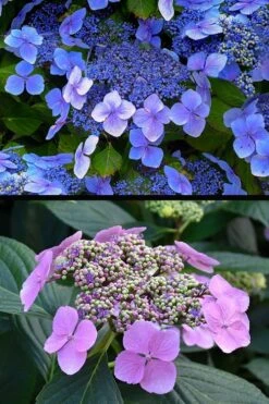 Blue Wave Lacecap Hydrangea - 3 Gallon Pot -Wilson Bros Gardens Plant Sales Store hydrangea macrophylla blue wave 24