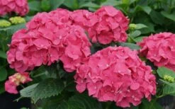 Let's Dance 'Big Band' Dwarf Hydrangea - 3 Gallon Pot -Wilson Bros Gardens Plant Sales Store hydrangea macrophylla lets dance big band 1