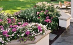 Let's Dance 'Big Band' Dwarf Hydrangea - 3 Gallon Pot -Wilson Bros Gardens Plant Sales Store hydrangea macrophylla lets dance big band 3