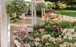 Let's Dance 'Big Band' Dwarf Hydrangea - 3 Gallon Pot -Wilson Bros Gardens Plant Sales Store hydrangea macrophylla lets dance big band 4