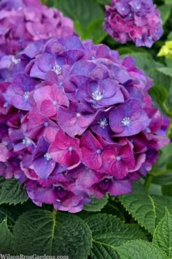 Let's Dance 'Big Band' Dwarf Hydrangea - 3 Gallon Pot -Wilson Bros Gardens Plant Sales Store hydrangea macrophylla lets dance big band 5