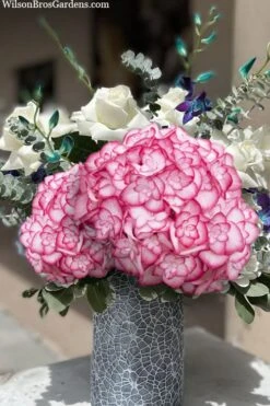 Miss Saori Hydrangea - 1 Gallon Pot -Wilson Bros Gardens Plant Sales Store hydrangea macrophylla miss saori 20