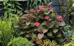 Miss Saori Hydrangea - 1 Gallon Pot -Wilson Bros Gardens Plant Sales Store hydrangea macrophylla miss saori 9