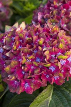 Pistachio Hydrangea - 5 Gallon Pot -Wilson Bros Gardens Plant Sales Store hydrangea macrophylla pistachio 2