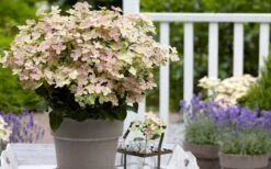 Early Evolution Hydrangea - 1 Gallon Pot 12 Early Evolution Hydrangea - 1 Gallon Pot -Wilson Bros Gardens Plant Sales Store hydrangea paniculata early evolution 2